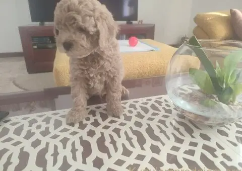 Mini Pudle štenci - 2/6