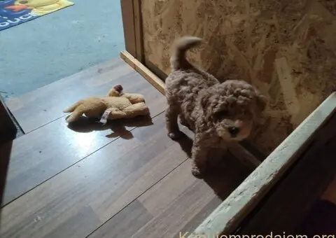 Mini Pudle štenci - 3/6