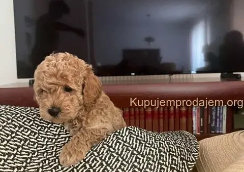 Mini Pudle štenci - 4/6