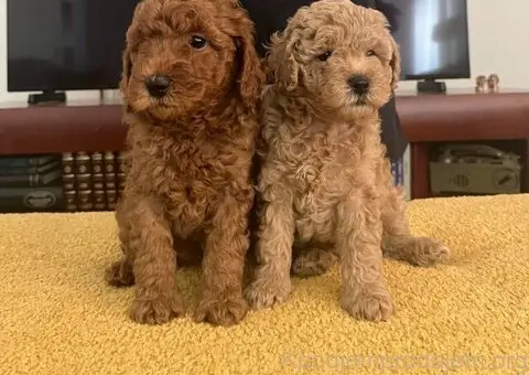 Mini Pudle štenci - 5/6