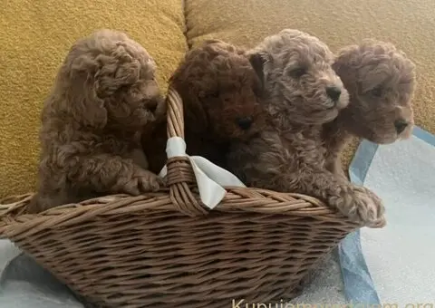 Mini Pudle štenci - 6/6