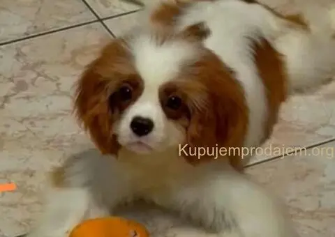Dostupni štenci Cavalier King Charles spanijela