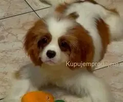 Dostupni štenci Cavalier King Charles spanijela