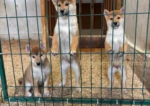 Shiba inu štenci od vrhunskih roditelja - 1/4