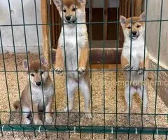 Shiba inu štenci od vrhunskih roditelja