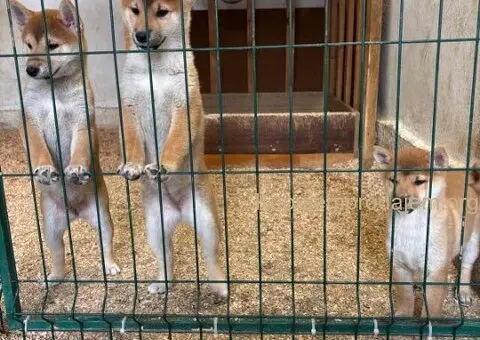 Shiba inu štenci od vrhunskih roditelja - 2/4