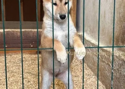 Shiba inu štenci od vrhunskih roditelja - 3/4