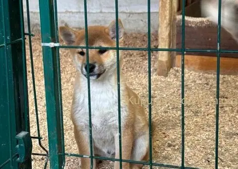 Shiba inu štenci od vrhunskih roditelja - 4/4