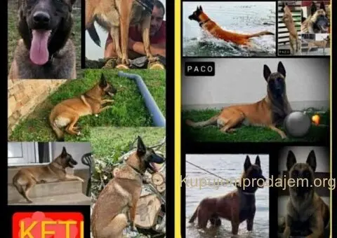 Belgijski ovčar MALINOA štenci - 1/10