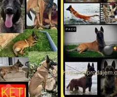 Belgijski ovčar MALINOA štenci