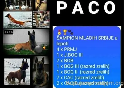Belgijski ovčar MALINOA štenci - 2/10
