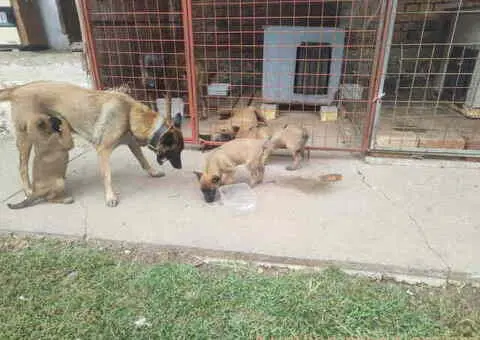 Belgijski ovčar MALINOA štenci - 3/10