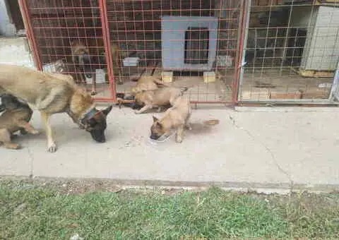 Belgijski ovčar MALINOA štenci - 4/10