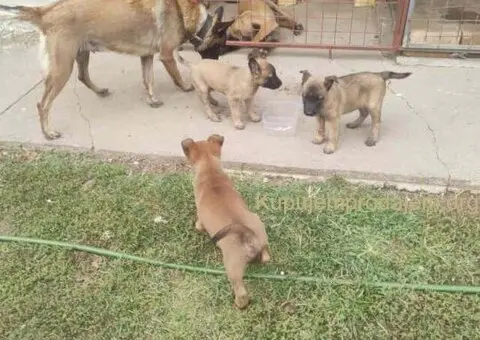 Belgijski ovčar MALINOA štenci - 5/10