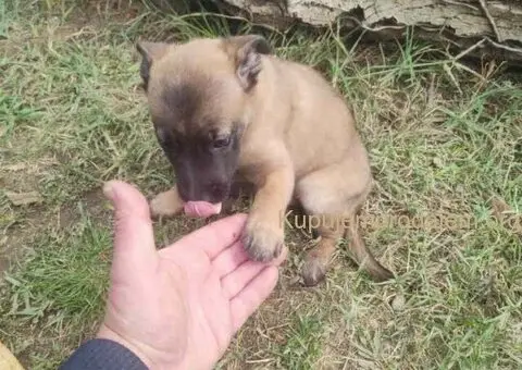 Belgijski ovčar MALINOA štenci - 6/10