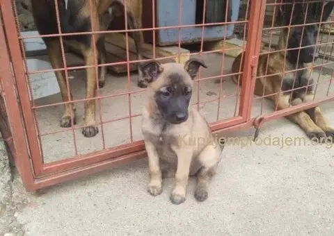 Belgijski ovčar MALINOA štenci - 7/10