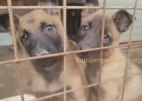 Belgijski ovčar MALINOA štenci - 8/10