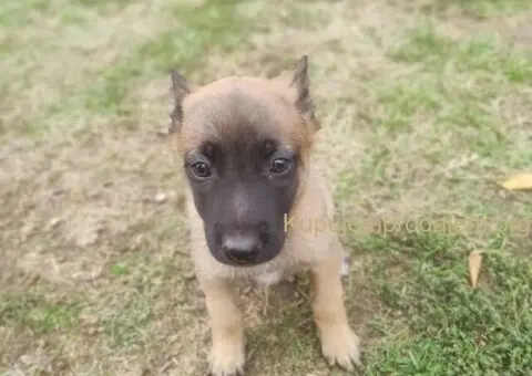 Belgijski ovčar MALINOA štenci - 9/10