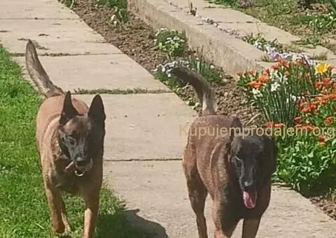 Belgijski ovčar MALINOA štenci - 10/10