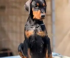 Prodaju se prelepi štenci dobermana, stari 3 meseca