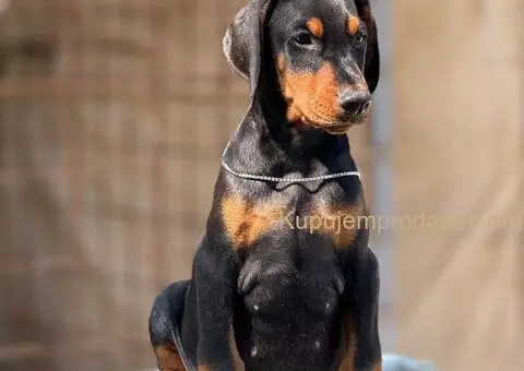 Prodaju se prelepi štenci dobermana, stari 3 meseca - 2/14