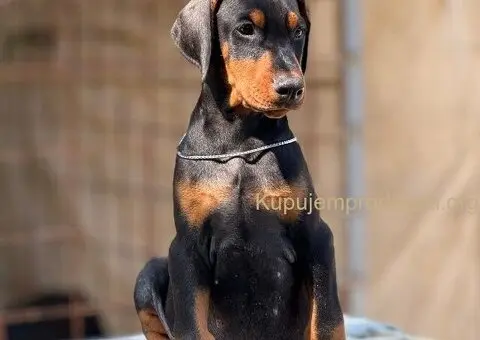 Prodaju se prelepi štenci dobermana, stari 3 meseca - 3/14