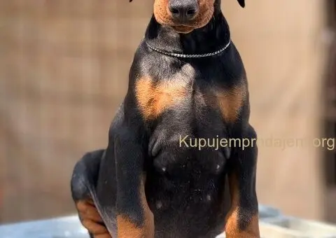 Prodaju se prelepi štenci dobermana, stari 3 meseca - 4/14