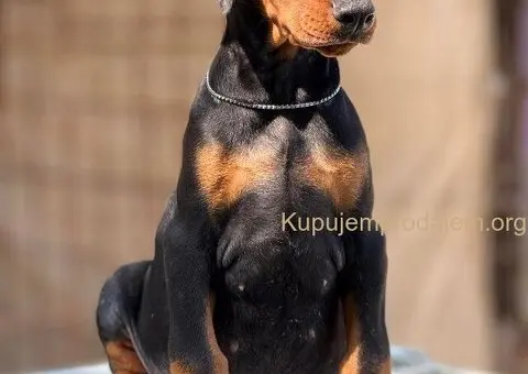 Prodaju se prelepi štenci dobermana, stari 3 meseca - 5/14