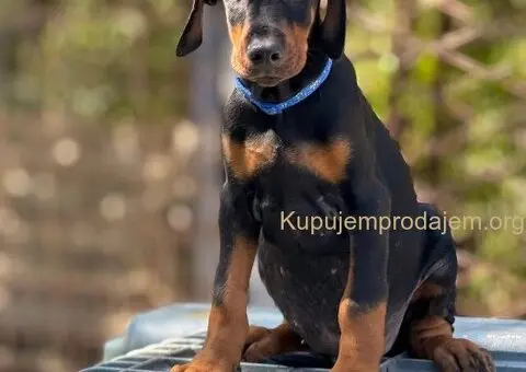 Prodaju se prelepi štenci dobermana, stari 3 meseca - 6/14