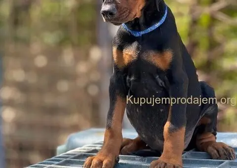 Prodaju se prelepi štenci dobermana, stari 3 meseca - 7/14