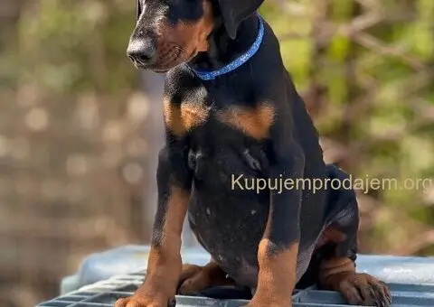 Prodaju se prelepi štenci dobermana, stari 3 meseca - 8/14
