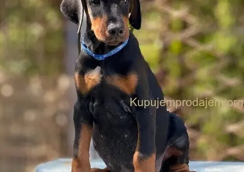 Prodaju se prelepi štenci dobermana, stari 3 meseca - 9/14