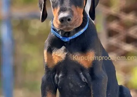 Prodaju se prelepi štenci dobermana, stari 3 meseca - 10/14