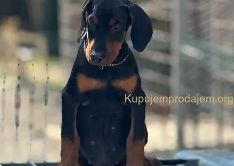 Prodaju se prelepi štenci dobermana, stari 3 meseca - 11/14