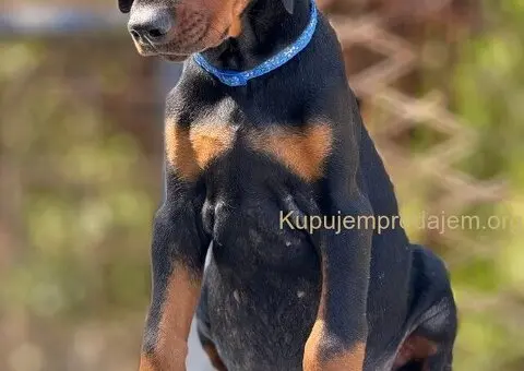 Prodaju se prelepi štenci dobermana, stari 3 meseca - 12/14