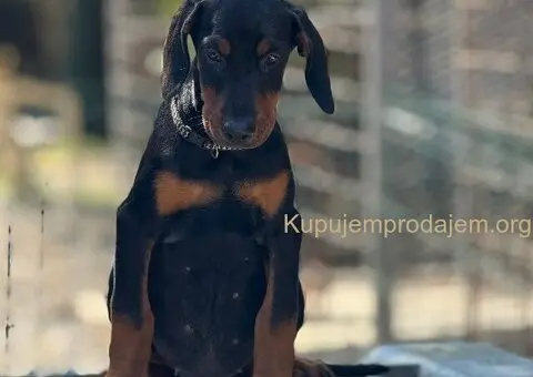 Prodaju se prelepi štenci dobermana, stari 3 meseca - 13/14