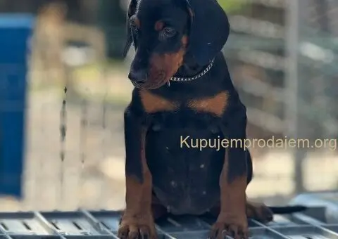 Prodaju se prelepi štenci dobermana, stari 3 meseca - 14/14