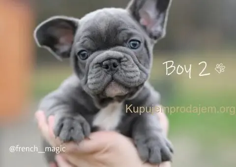 Plavi i merle egzoticni francuski buldozi - 2/5