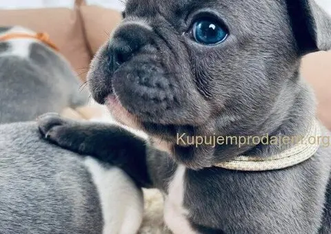 Plavi i merle egzoticni francuski buldozi - 3/5