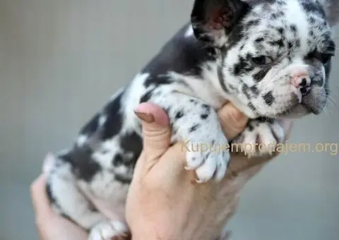 Plavi i merle egzoticni francuski buldozi - 4/5