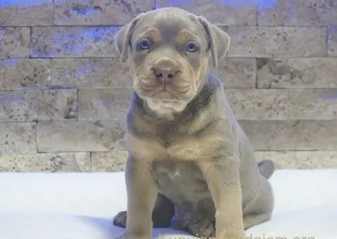 Pitbull Lilac Tricolor štene - 1/5