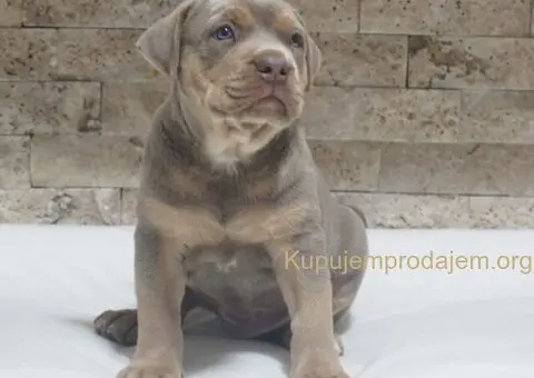 Pitbull Lilac Tricolor štene - 2/5