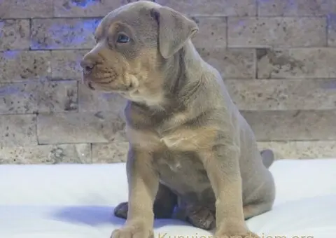 Pitbull Lilac Tricolor štene - 3/5