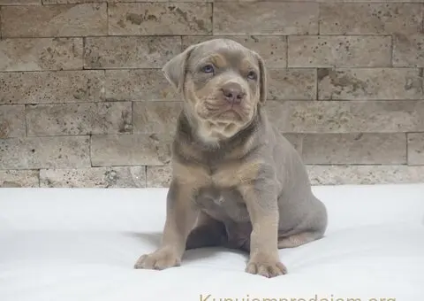 Pitbull Lilac Tricolor štene - 4/5
