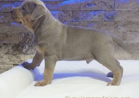 Pitbull Lilac Tricolor štene - 5/5