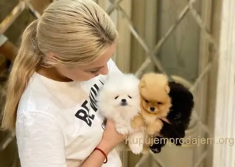 Visokokvalitetni štenci pomeranskog špica - 1/3