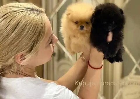 Visokokvalitetni štenci pomeranskog špica - 2/3