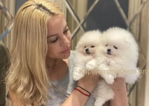 Visokokvalitetni štenci pomeranskog špica - 3/3