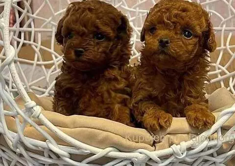 Zdravi štenci crvene toy pudle - 1/3