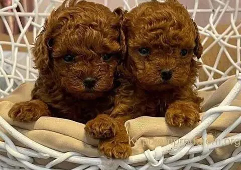 Zdravi štenci crvene toy pudle - 2/3